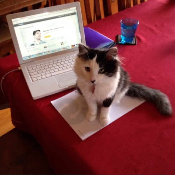 George the cat wants to be on LinkedIn