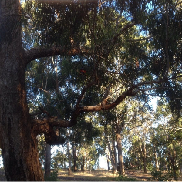 Bird in tree at Wattle Park Melbourne Victoria Australia