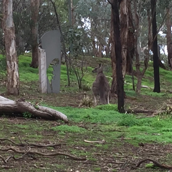 Kangaroo at Currawong Bush Park Doncaster East Melbourne Victoria