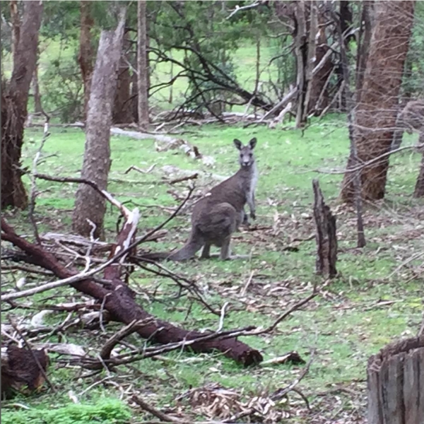 Kangaroo at Currawong Bush Park Doncaster East Melbourne Victoria Australia
