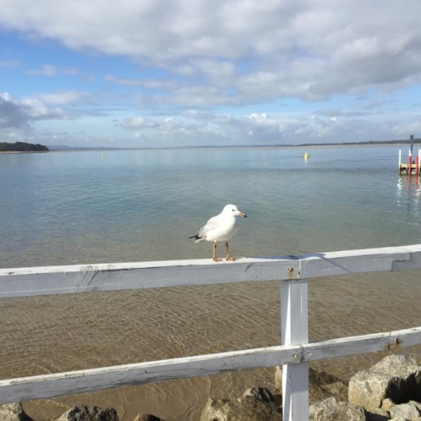 Seagull on jetty at Inverloch Victoria