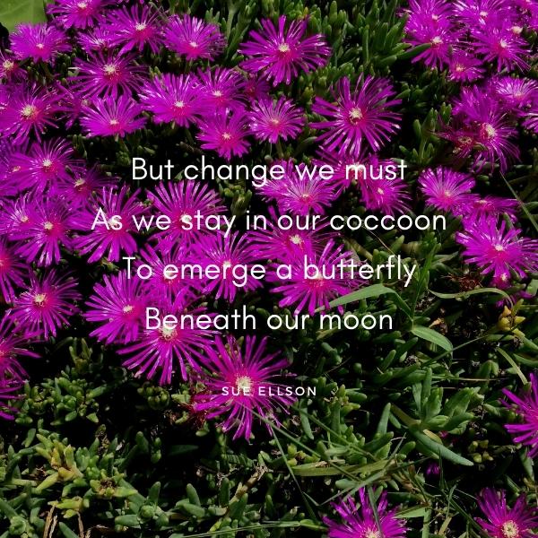The Change Poem By Sue Ellson Portulaca Flowers Blue Lotus Water Garden Yarra Junction Victoria