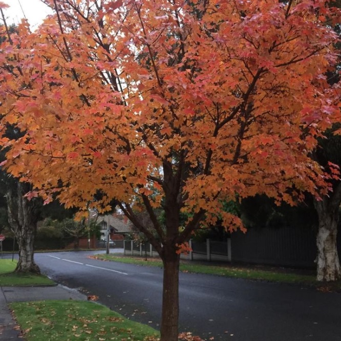Autumn Leaves on Tree Church Street Canterbury Melbourne Victoria Australia