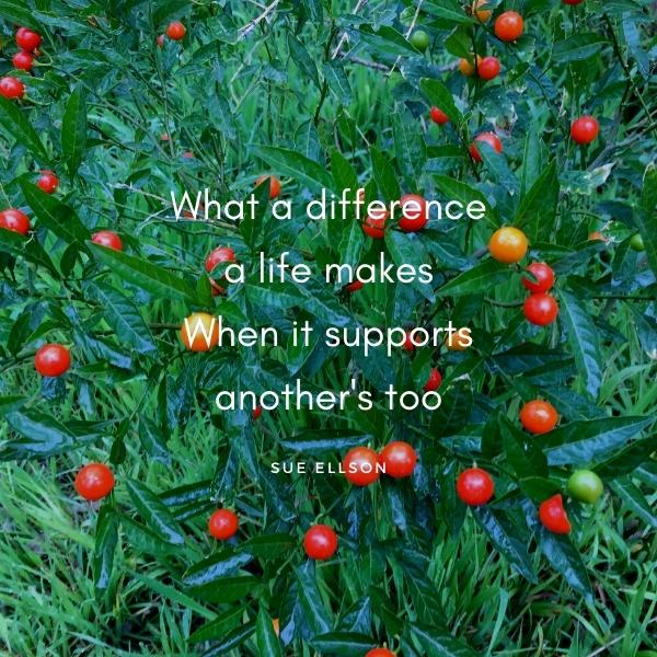 What A Difference Poem By Sue Ellson