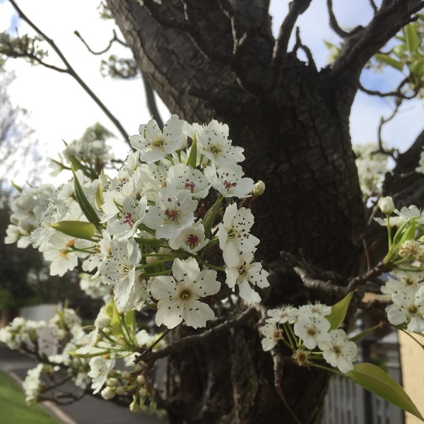 Spring Blossoms Broadway Camberwell Melbourne Victoria Australia